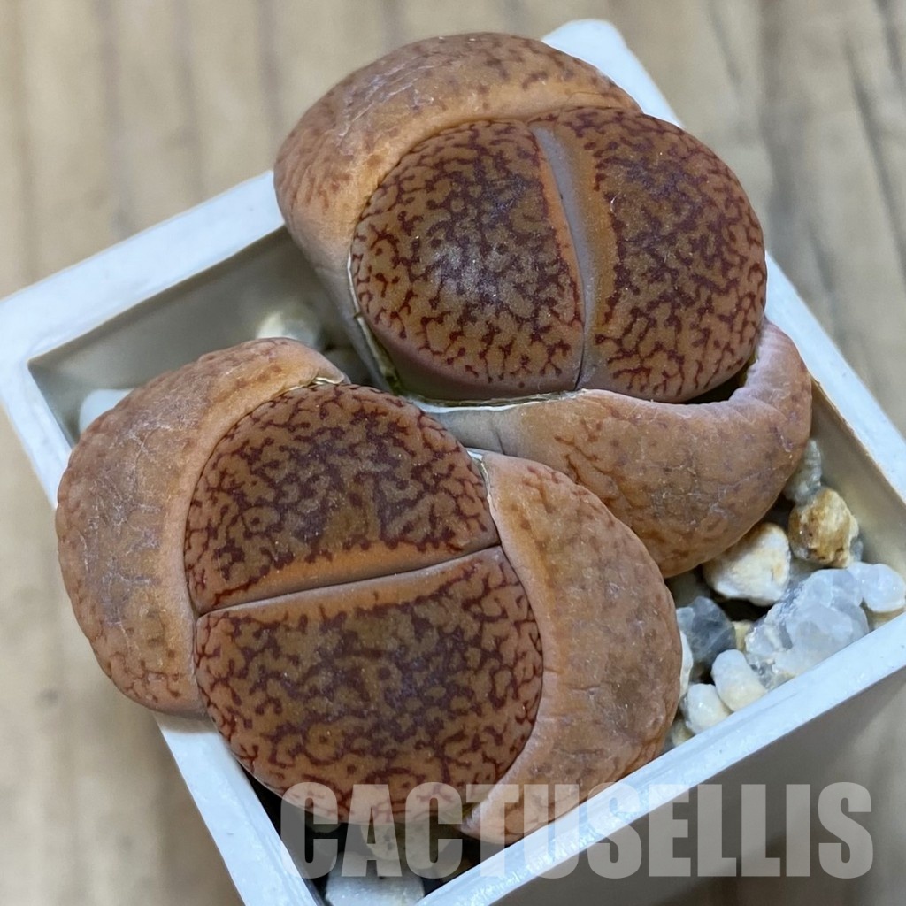 SH3146 Lithops aucampiae v. koelemanii C016
