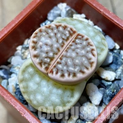 SH12562 Lithops julii