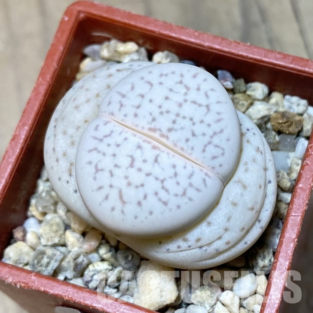 SH12606 Dinteranthus vanzylii