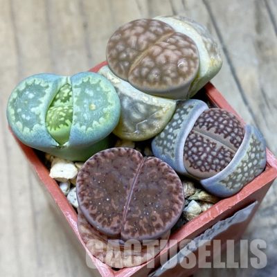 SH13082 Lithops mix