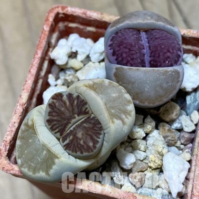 SH14133 Lithops julii ‘Kikushogyoku’, Lithops salicola ‘Sato’s Violet’ hybrid