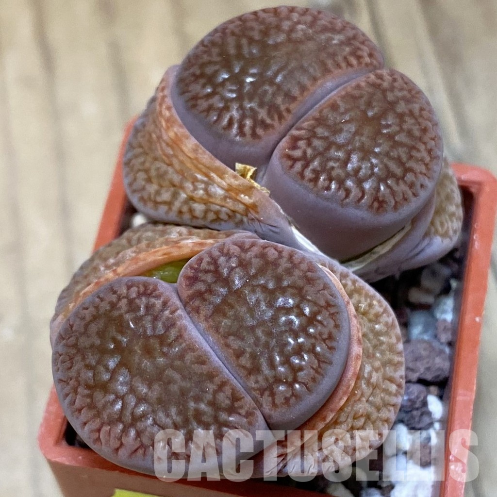 SH3167 Lithops hookeri v. marginata