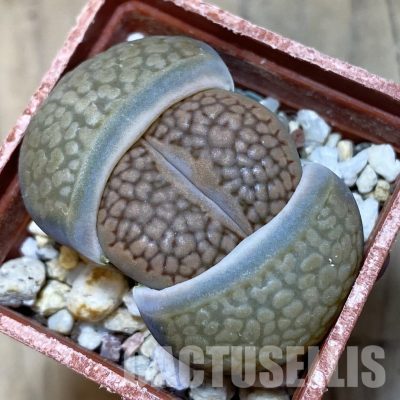 SH13675 Lithops halii L48-64