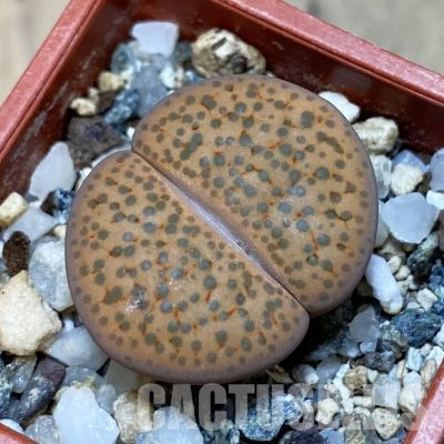 SH14155 Lithops fulviceps v. lactinea