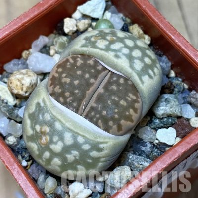 SH14141 Lithops julii ‘Kikushogyoku’