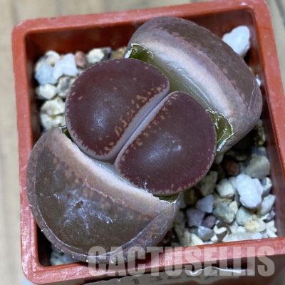 SH13664 Lithops aucampiae,ex Kokerboom Nursery