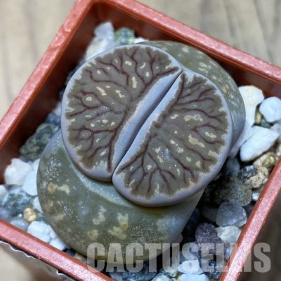 SH14140 Lithops julii ‘Kikushogyoku’