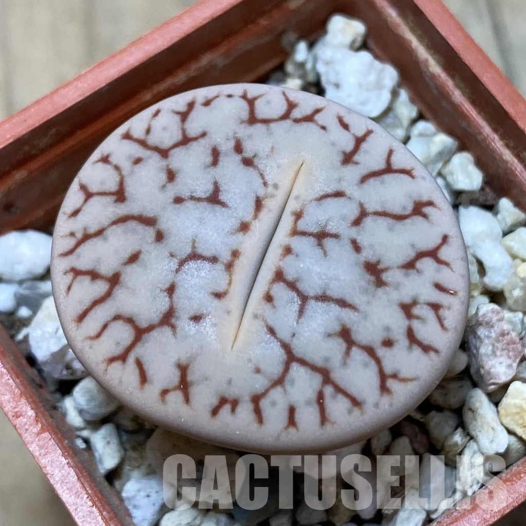 SH14184 Lithops pseudotruncatella ssp. volkii