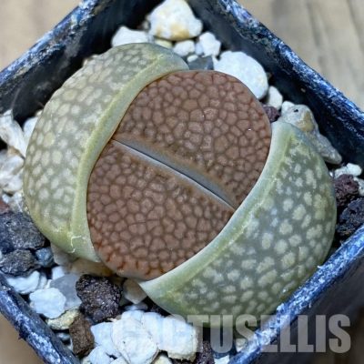 SH14139 Lithops hallii L48-64