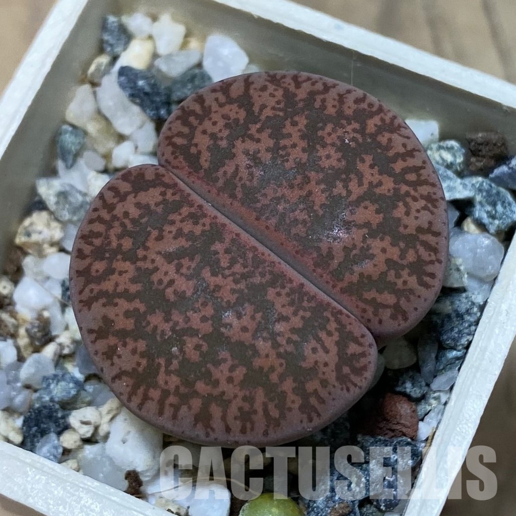 SH15812 Lithops lesliei v. rubrobrunnea