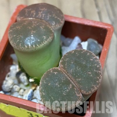SH3174 Lithops lesliei f. pietersburg SH1627