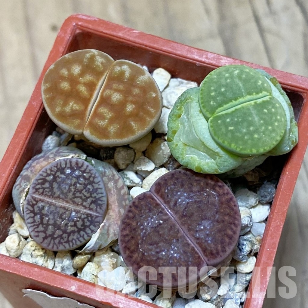 SH14901 Lithops mix