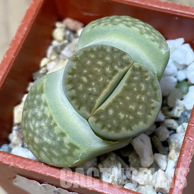 SH13666 Lithops hallii v. ochracea 'Green Soapstone' C111A
