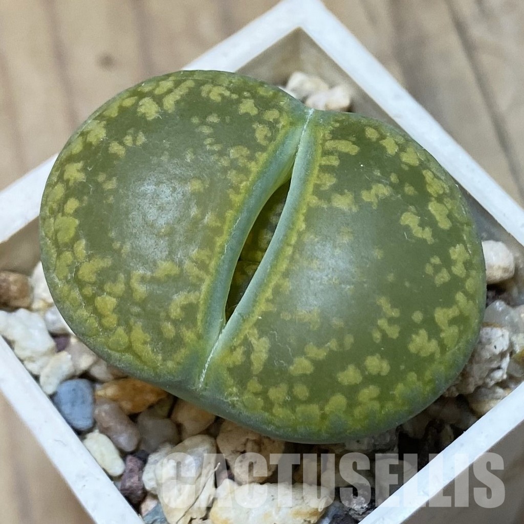SH11469 Lithops aucampiae 'Jackson's Jade' C395