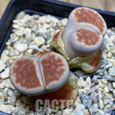 SH16521 Lithops karasmontana 'Lateritia'