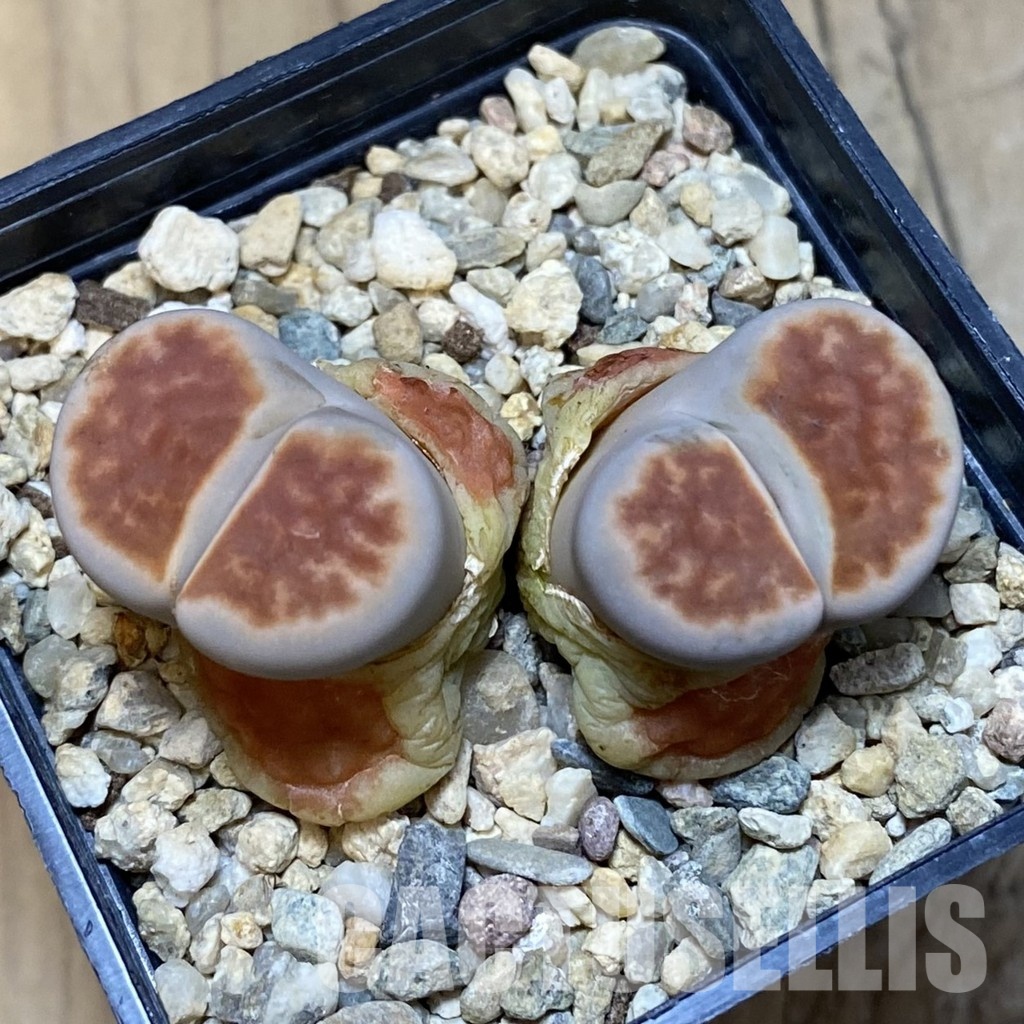 SH16521 Lithops karasmontana 'Lateritia' - Image 2