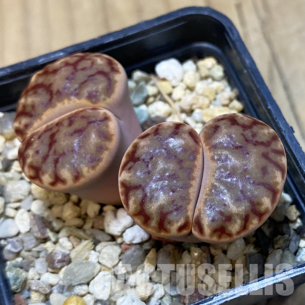 SH16786 Lithops bromfieldii C040