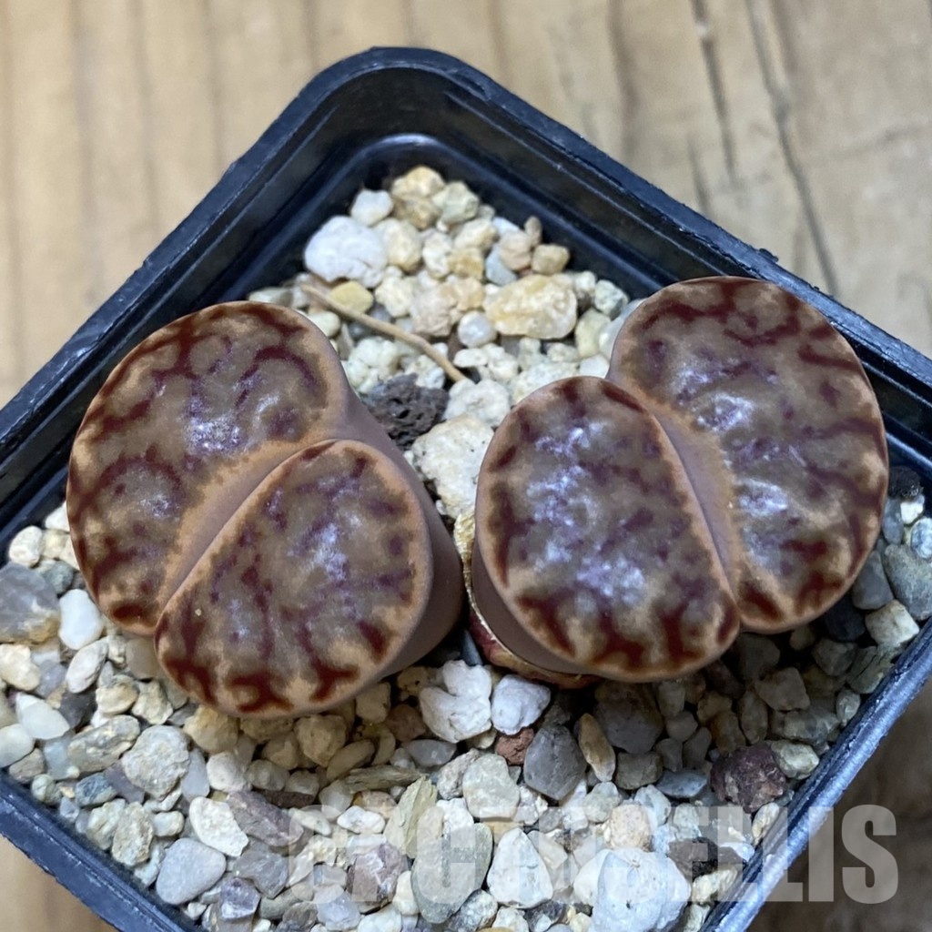 SH16786 Lithops bromfieldii C040 - Image 2