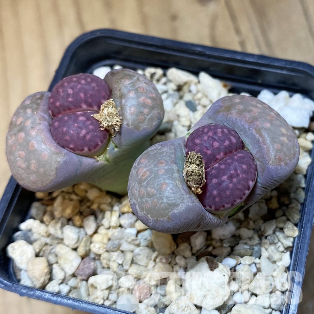 SH15933 Lithops julii v. fulleri x 'Bacchus'