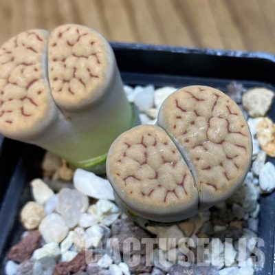 SH3195 Lithops schwantesii