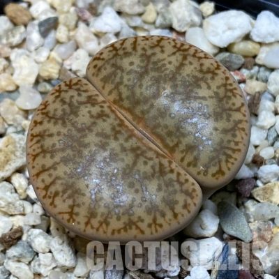 SH8433 Lithops pseudotruncatella