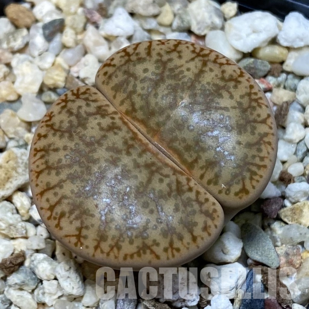 SH8433 Lithops pseudotruncatella