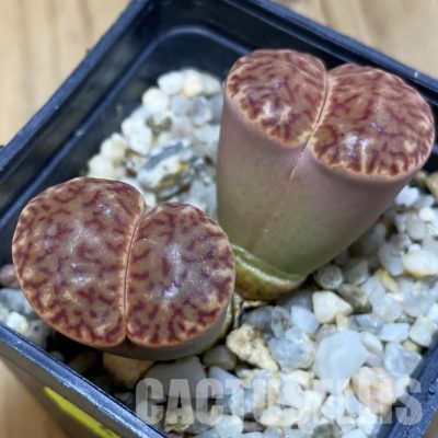 SH4424 Lithops bromfieldii F12F