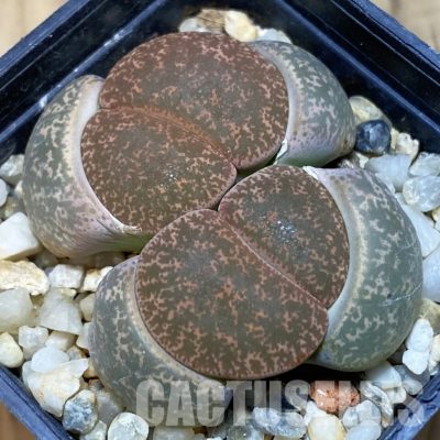 SH1034 Lithops lesliei -Stilfontein-