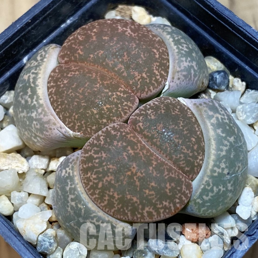SH1034 Lithops lesliei -Stilfontein-