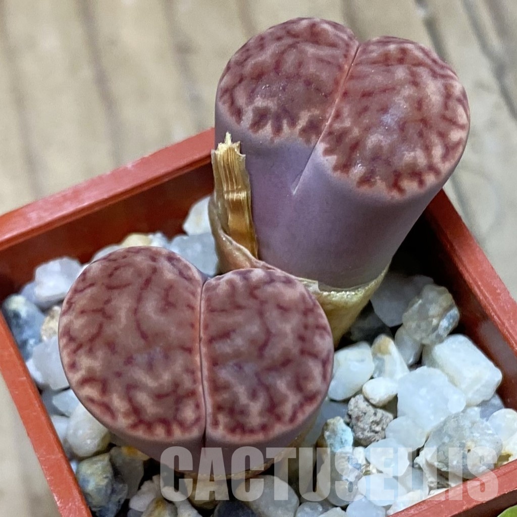 SH4441 Lithops bromfieldii
