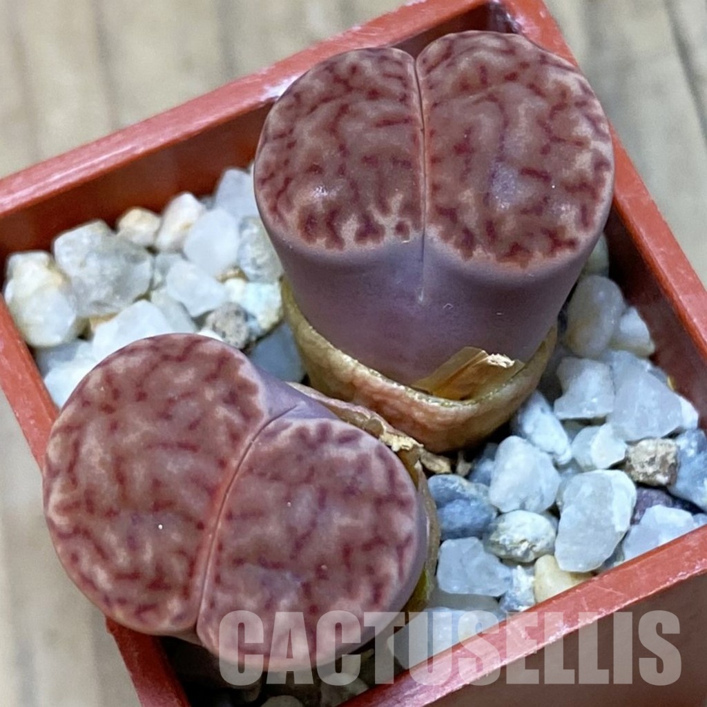 SH4441 Lithops bromfieldii - Image 2