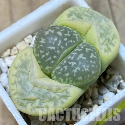 SH4442 Lithops marmorata