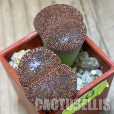 SH4443 Lithops lesliei SH1624 (Kimberley Form)