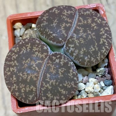 SH4445 Lithops lesliei C49, SH2422