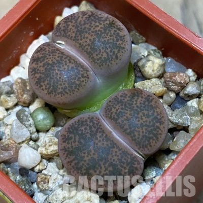 SH4450 Lithops lesliei v. minor