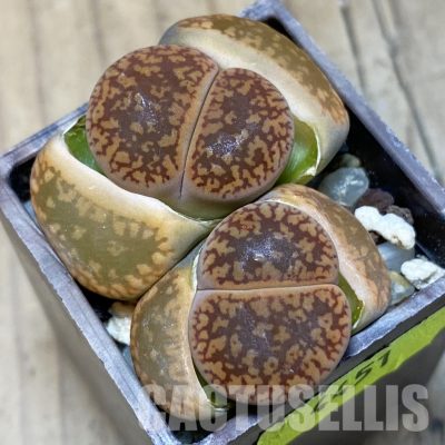 SH4451 Lithops aucampiae C298, SH1694