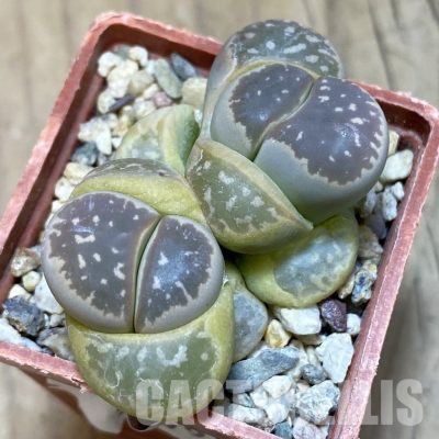 SH9099 Lithops olivacea