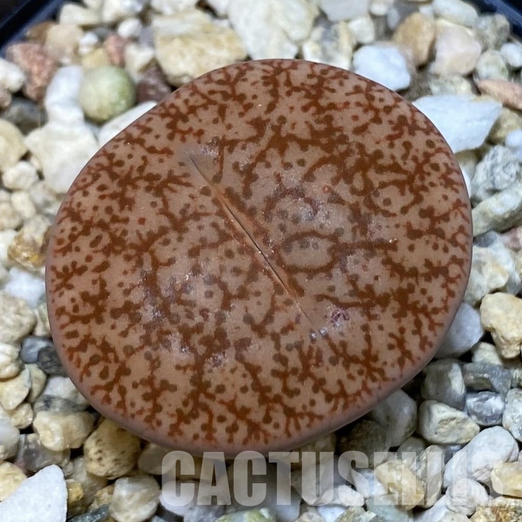 SH8432 Lithops pseudotruncatella ssp. pseudotruncatella v. pseudotruncatella