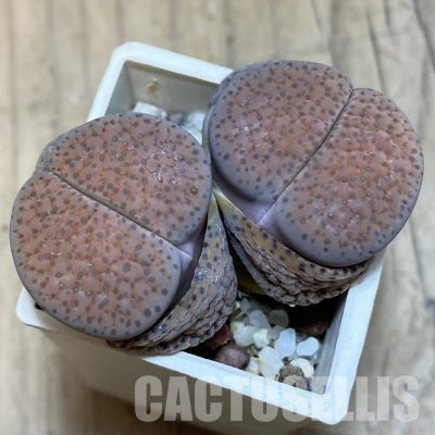 SH3131 Lithops fulviceps v. lactinea