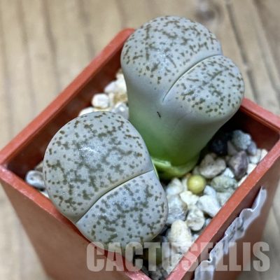 SH8164 Lithops pseudotruncatella