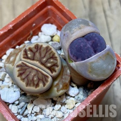 SH10696 Lithops julii ‘Kikushogyoku’, Lithops salicola ‘Sato’s Violet’ hybrid