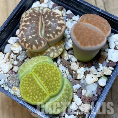 SH10988 Lithops mix
