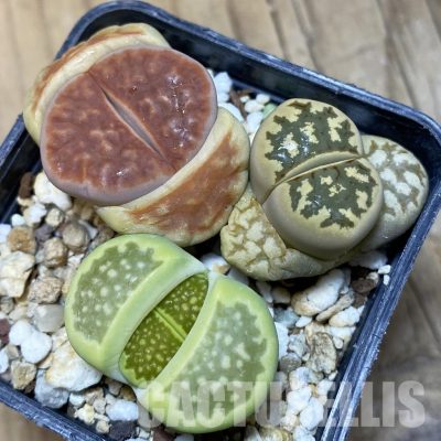 SH10990 Lithops mix