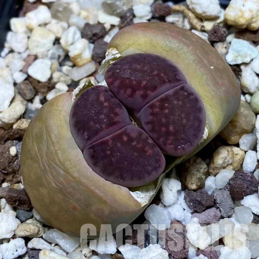 SH10178 Lithops salicola ‘Sato’s Violet’ hybrid