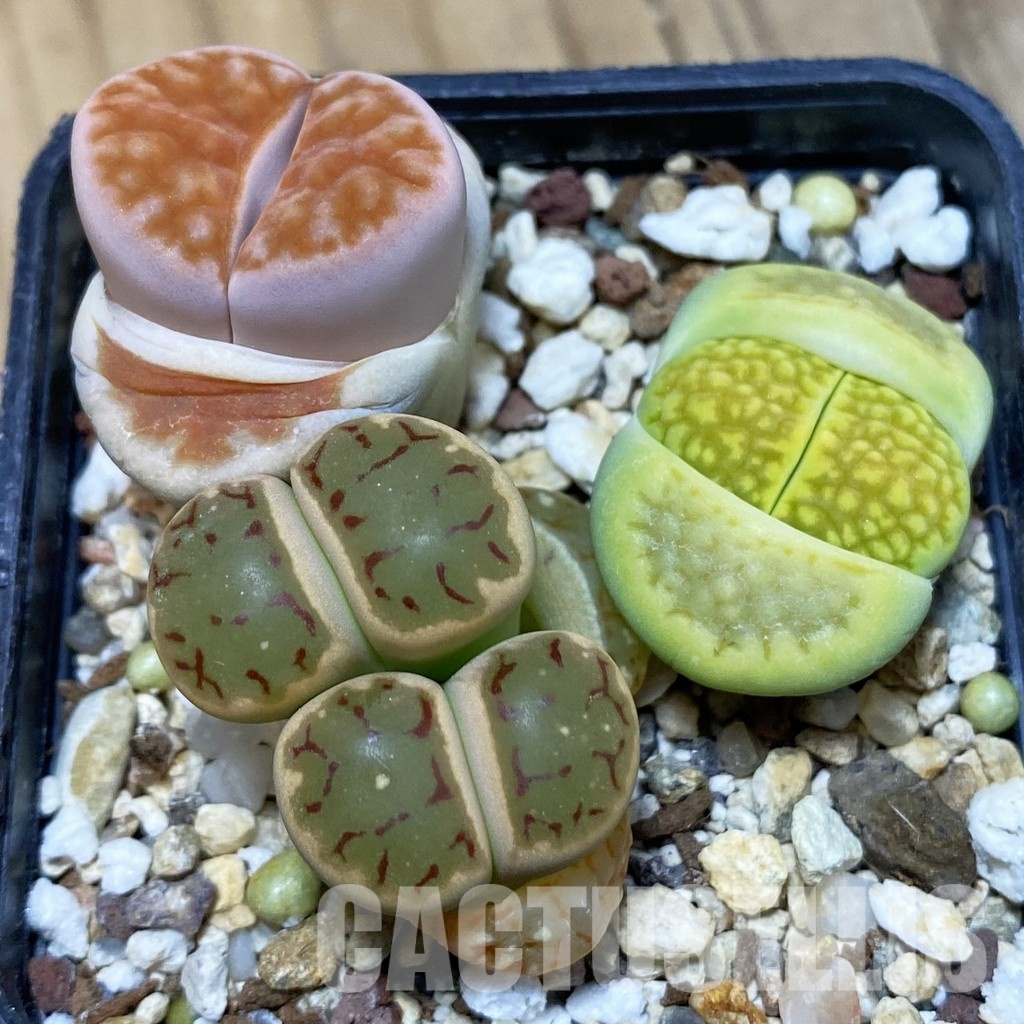 SH10192 Lithops mix