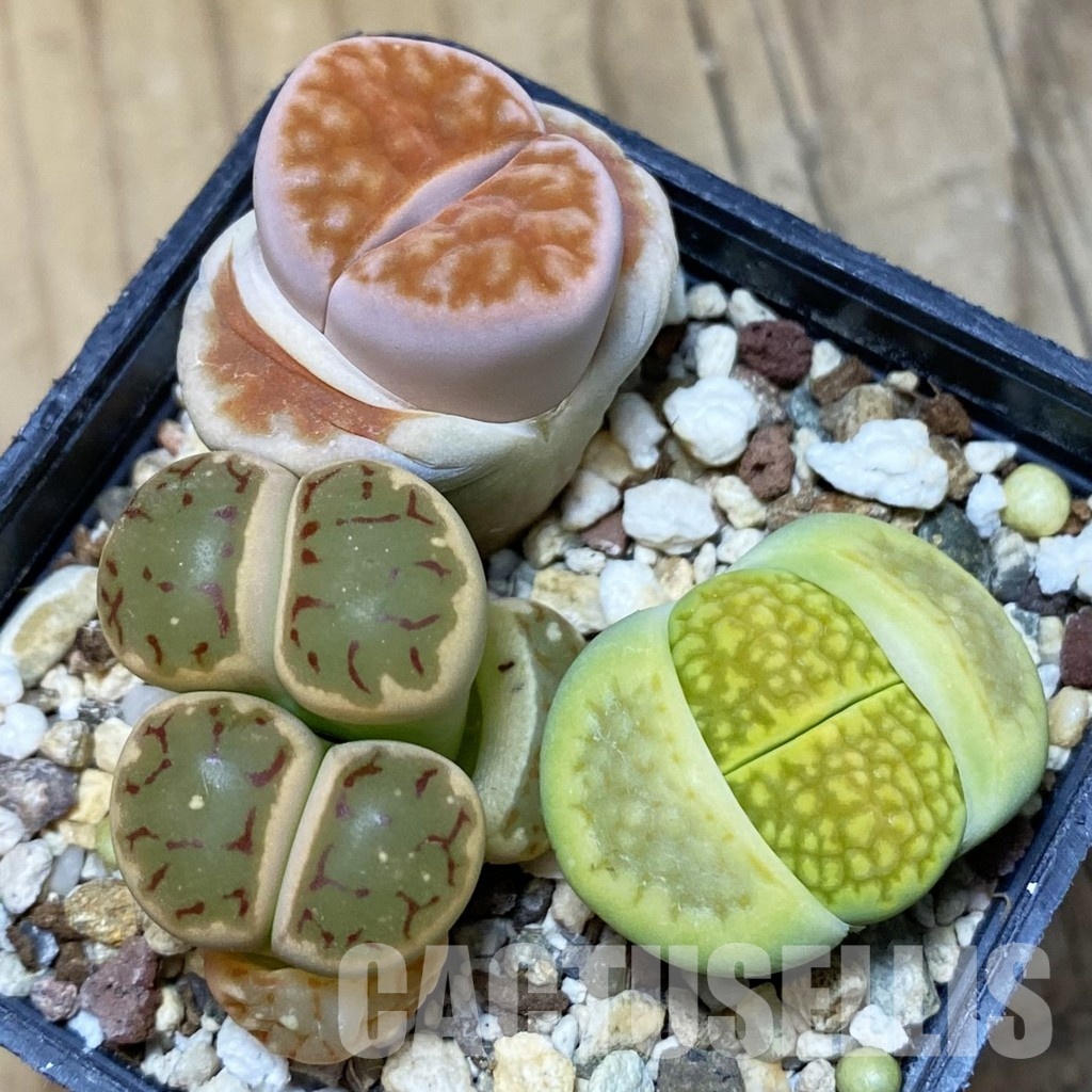 SH10192 Lithops mix - Image 2