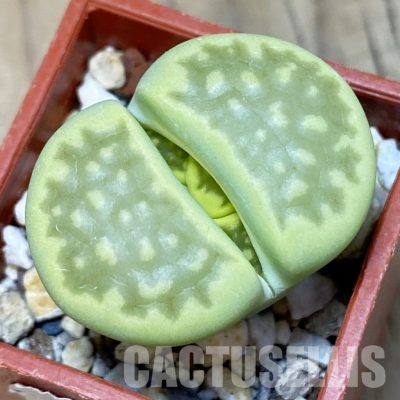 SH11011 Lithops hallii 'Green Soapstone'