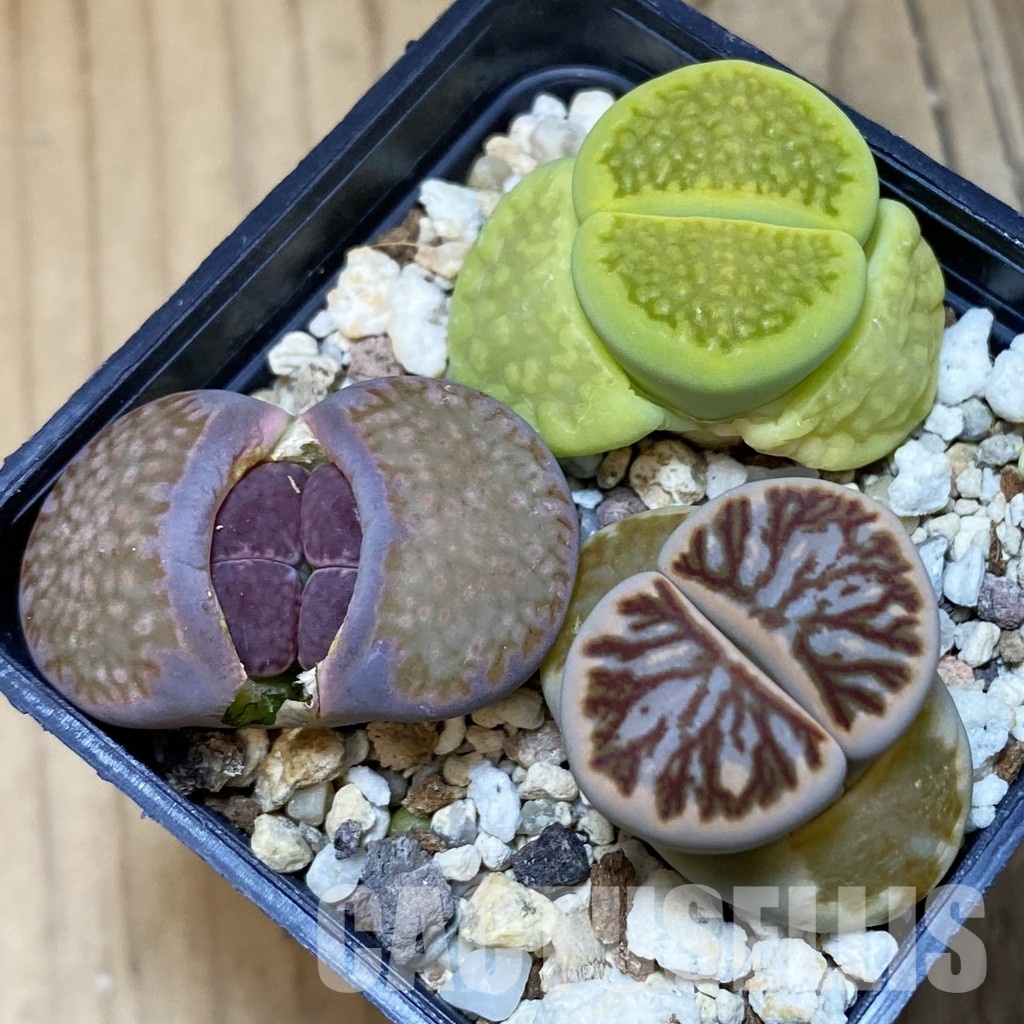 SH11014 Lithops mix
