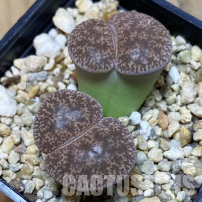 SH13097 Lithops lesliei f. grey C009, SH1740