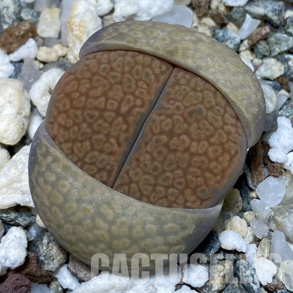 SH12586 Lithops halii